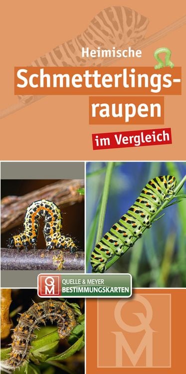 Produktbild: Heimische Schmetterlingsraupen