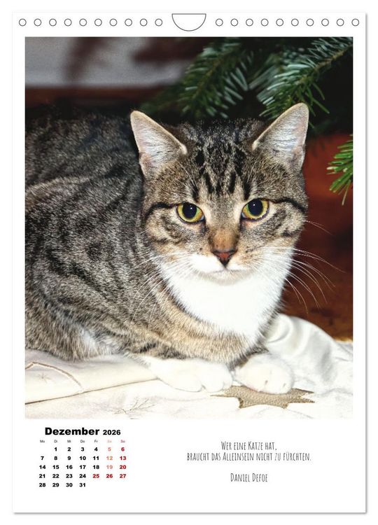 Produktbild: Stubentiger im Portrait (Wandkalender 2026 DIN A4 hoch), CALVENDO Monatskalender