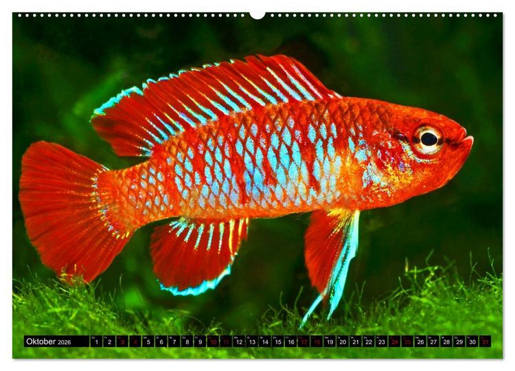 Produktbild: Beliebte Fische der Welt (Wandkalender 2026 DIN A2 quer), CALVENDO Monatskalender
