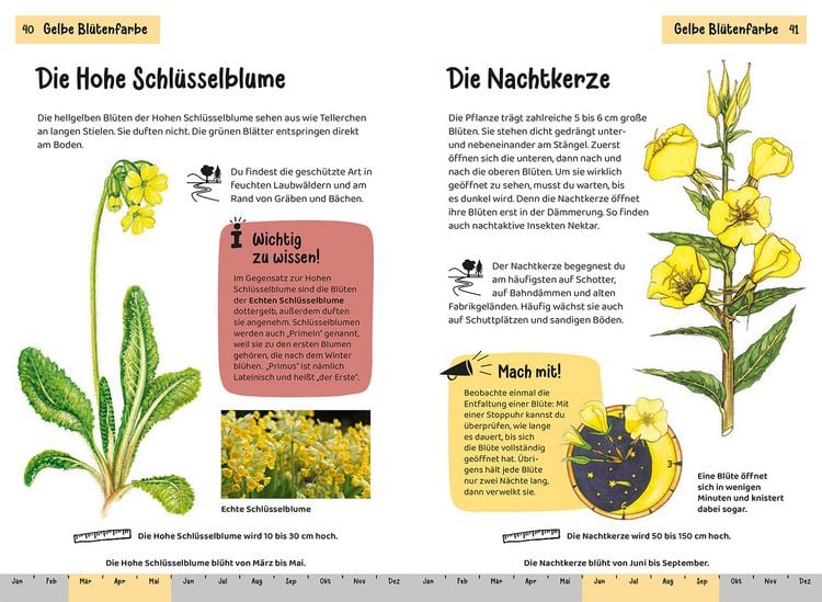Produktbild: Was bl&uuml;ht denn da? Kindernaturf&uuml;hrer