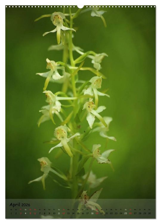 Produktbild: Juwelen der Natur - Ein Orchideensommer (Wandkalender 2026 DIN A2 hoch), CALVENDO Monatskalender