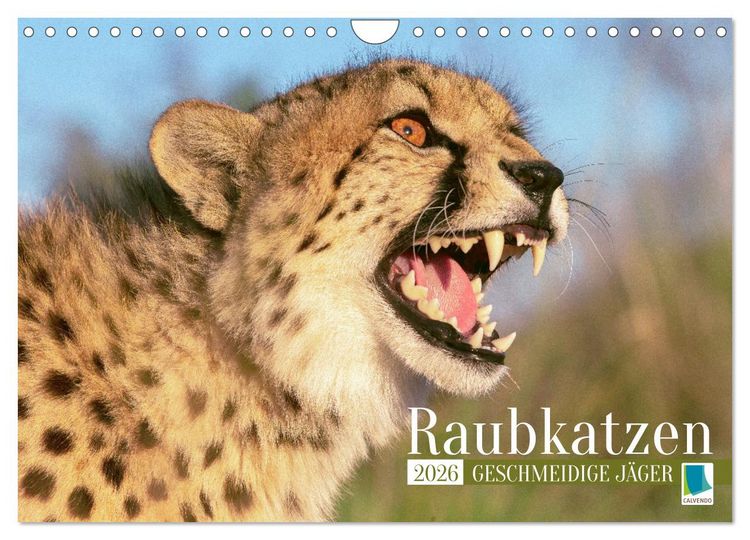 Produktbild: Raubkatzen: Geschmeidige J&auml;ger (Wandkalender 2026 DIN A4 quer), CALVENDO Monatskalender