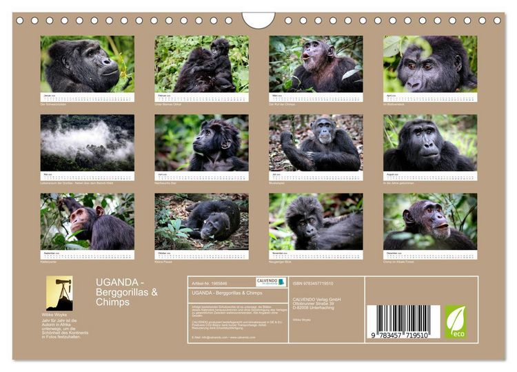 Produktbild: UGANDA - Berggorillas & Chimps (Wandkalender 2026 DIN A4 quer), CALVENDO Monatskalender