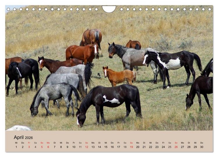 Produktbild: Wildpferde. Frei wie der Wind (Wandkalender 2026 DIN A4 quer), CALVENDO Monatskalender