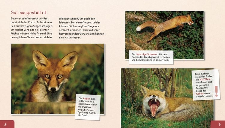 Produktbild: Meine gro&szlig;e Tierbibliothek: Der Fuchs