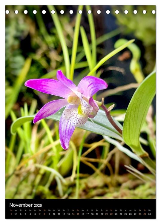 Produktbild: Orchideen - Exoten im Wohnzimmer (Tischkalender 2026 DIN A5 hoch), CALVENDO Monatskalender