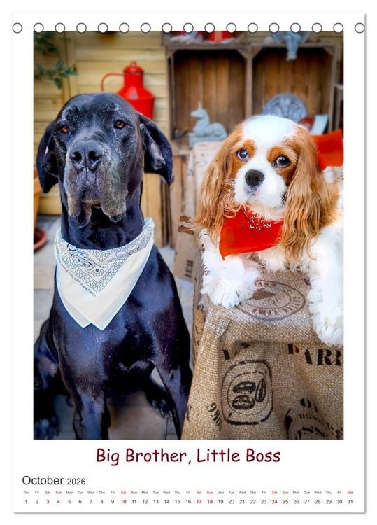 Produktbild: The Adventurous Life of two Daring Cavaliers (Desk Calendar 2026 DIN A5 portrait), CALVENDO 12 Month DeskCalendar