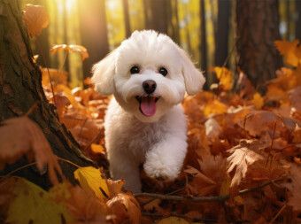 Produktbild: CALVENDO Puzzle Ein Motiv aus dem Kalender "Bichon fris&eacute;, wei&szlig;e H&uuml;ndchen mit lockigem Haar" | 2000 Teile Lege-Gr&ouml;&szlig;e 90x67cm Foto-Puzzle f&uuml;r gl&uuml;ckliche
