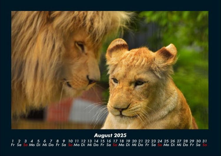 Produktbild: L&ouml;wen in der Wildnis 2025 Fotokalender DIN A4