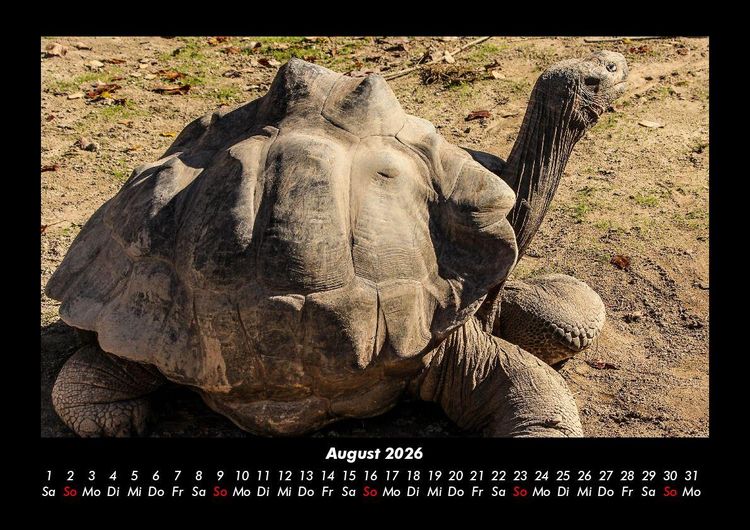 Produktbild: Schildkr&ouml;tenzauber 2026 Fotokalender DIN A3