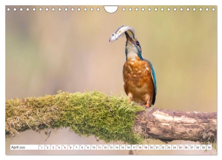 Produktbild: Der blaue Diamant - Fotos vom Eisvogel (Wandkalender 2026 DIN A4 quer), CALVENDO Monatskalender