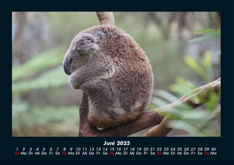 Produktbild: Koala 2025 Fotokalender DIN A4
