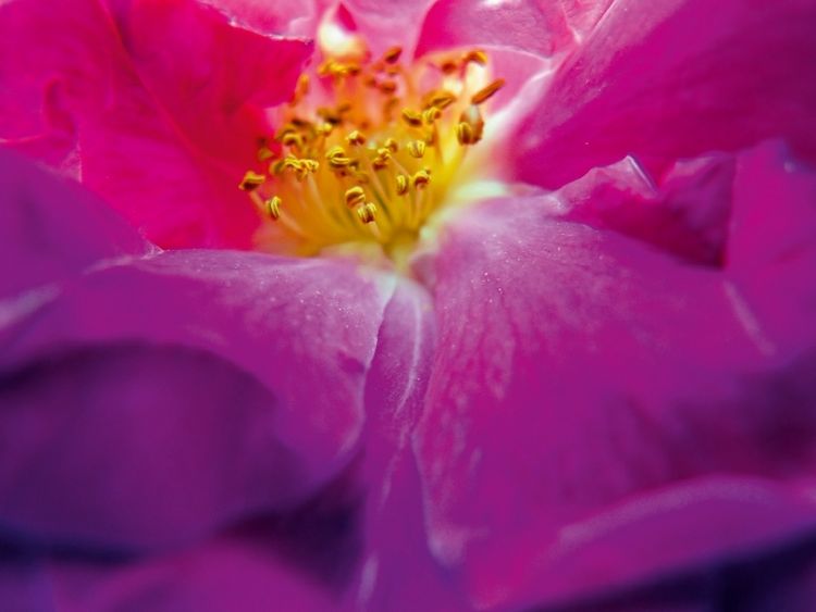 Produktbild: CALVENDO Puzzle Ein Motiv aus dem Kalender FARBENHARMONIE Botanischer Garten Montreal | 1000 Teile Lege-Gr&ouml;&szlig;e 64x48cm Foto-Puzzle f&uuml;r gl&uuml;ckliche Stunden