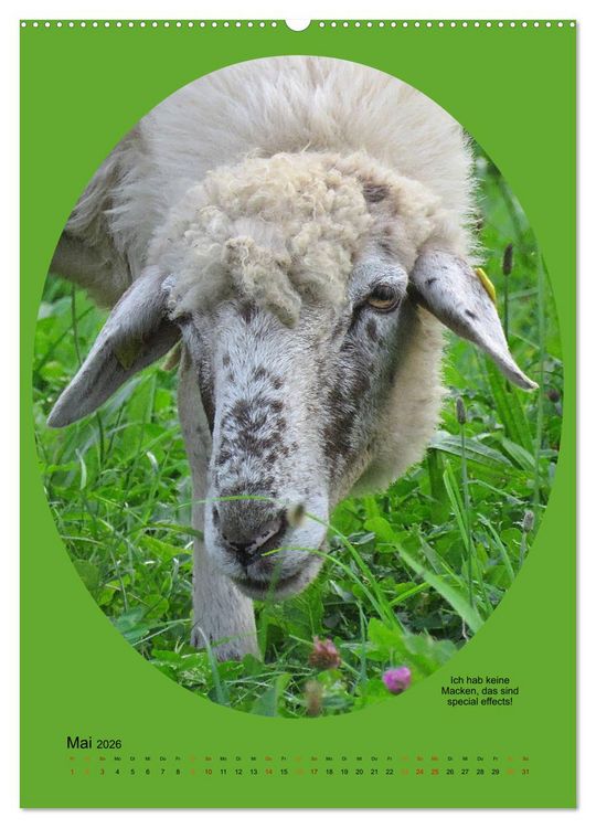 Produktbild: Scharfe Portraits (hochwertiger Premium Wandkalender 2026 DIN A2 hoch), Kunstdruck in Hochglanz