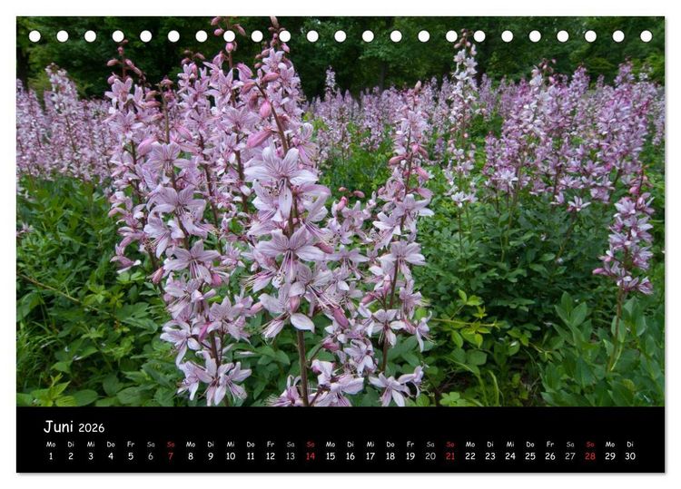Produktbild: Faszination Harz 2026 (Tischkalender 2026 DIN A5 quer), CALVENDO Monatskalender