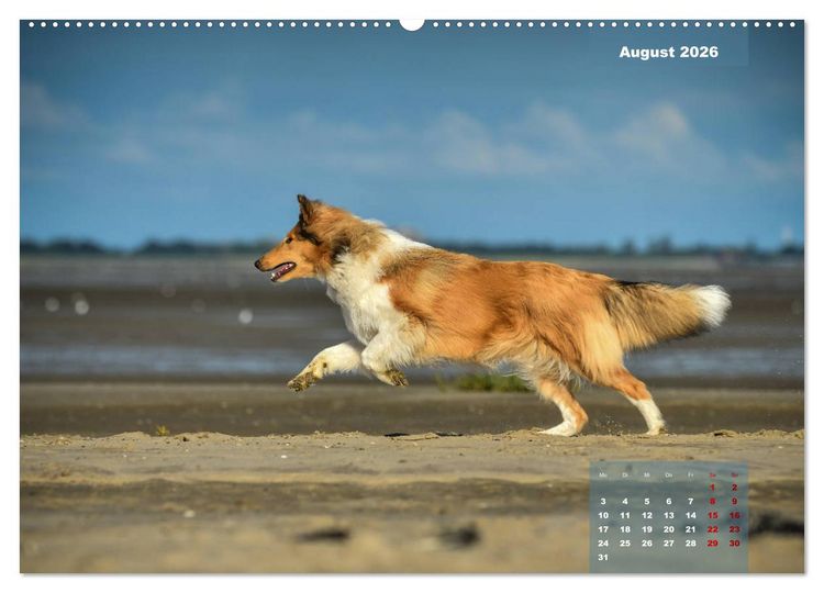 Produktbild: Collies? Was sonst! (hochwertiger Premium Wandkalender 2026 DIN A2 quer), Kunstdruck in Hochglanz