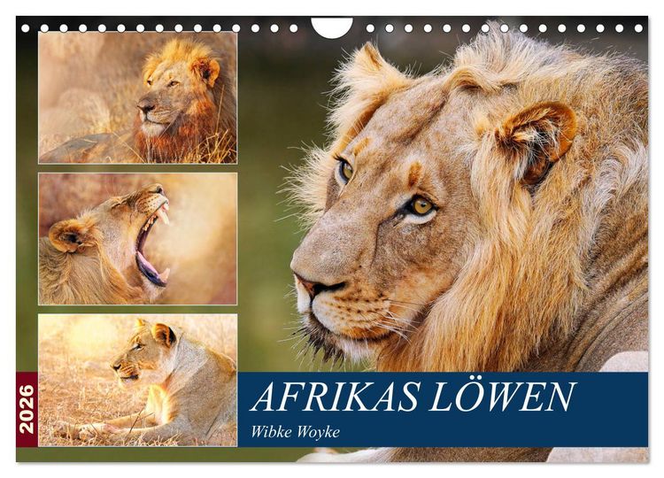 Produktbild: Afrikas L&ouml;wen 2026 (Wandkalender 2026 DIN A4 quer), CALVENDO Monatskalender