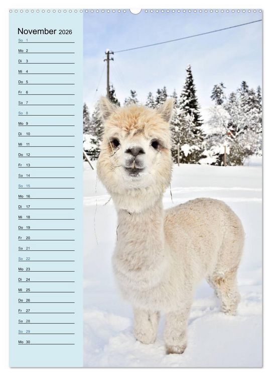 Produktbild: Alpakas zum Knuddeln gerne (hochwertiger Premium Wandkalender 2026 DIN A2 hoch), Kunstdruck in Hochglanz