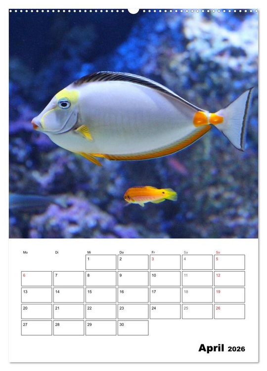 Produktbild: Zauberwelt. Fische, Korallen und Co. (Wandkalender 2026 DIN A2 hoch), CALVENDO Monatskalender