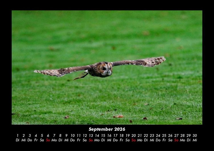 Produktbild: Der Tierkalender 2026 Fotokalender DIN A3