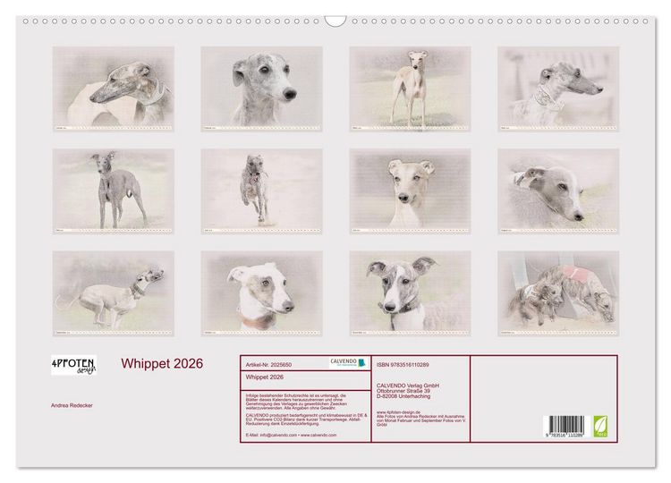 Produktbild: Whippet 2026 (Wandkalender 2026 DIN A2 quer), CALVENDO Monatskalender