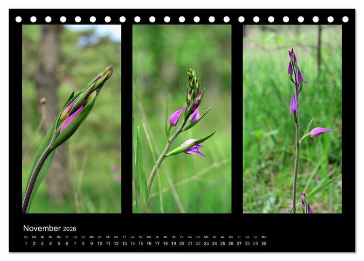 Produktbild: Heimische Orchideen im Dreierpack (Tischkalender 2026 DIN A5 quer), CALVENDO Monatskalender