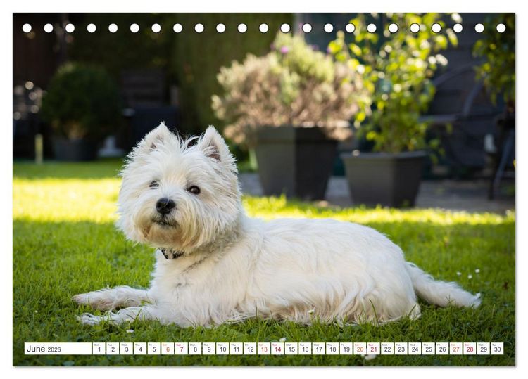 Produktbild: West Highland White Terrier - Your charming companion (Desk Calendar 2026 DIN A5 landscape), CALVENDO 12 Month DeskCalendar