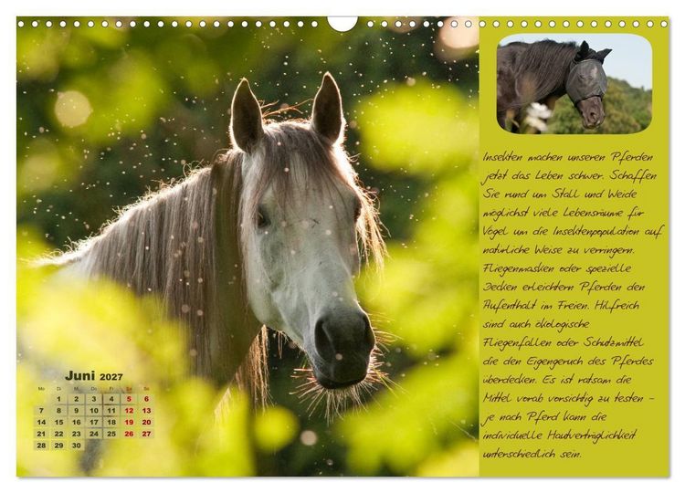 Produktbild: Pferdehaltung Tipps und Wissenswertes (Wandkalender 2027 DIN A3 quer), CALVENDO Monatskalender