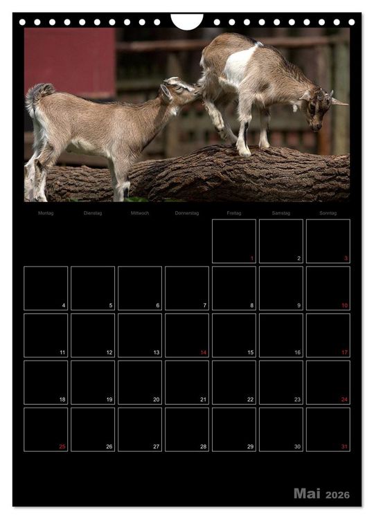 Produktbild: Zwergziegen (Wandkalender 2026 DIN A4 hoch), CALVENDO Monatskalender
