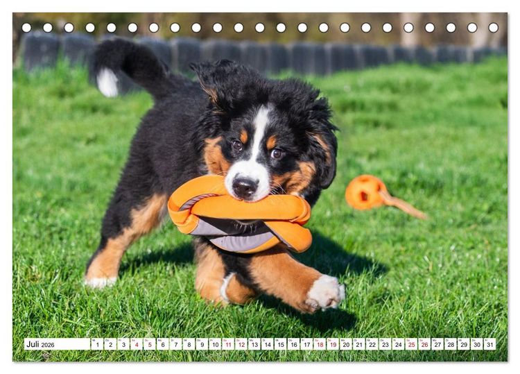 Produktbild: Berner Sennenhunde - Freunde f&uuml;r ein ganzes Leben (Tischkalender 2026 DIN A5 quer), CALVENDO Monatskalender