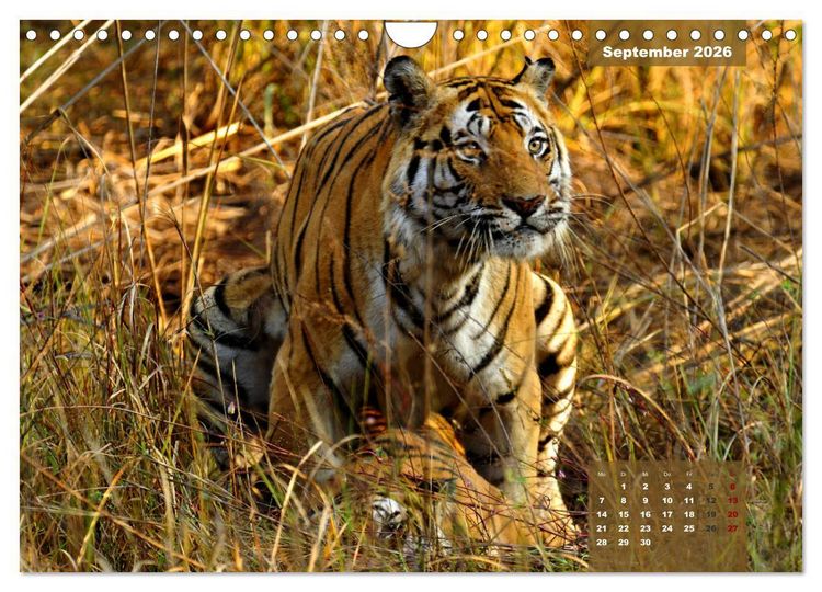 Produktbild: Wilde Tiere Indiens (Wandkalender 2026 DIN A4 quer), CALVENDO Monatskalender
