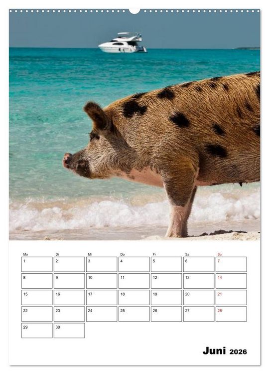 Produktbild: Schweine auf den Bahamas! (hochwertiger Premium Wandkalender 2026 DIN A2 hoch), Kunstdruck in Hochglanz
