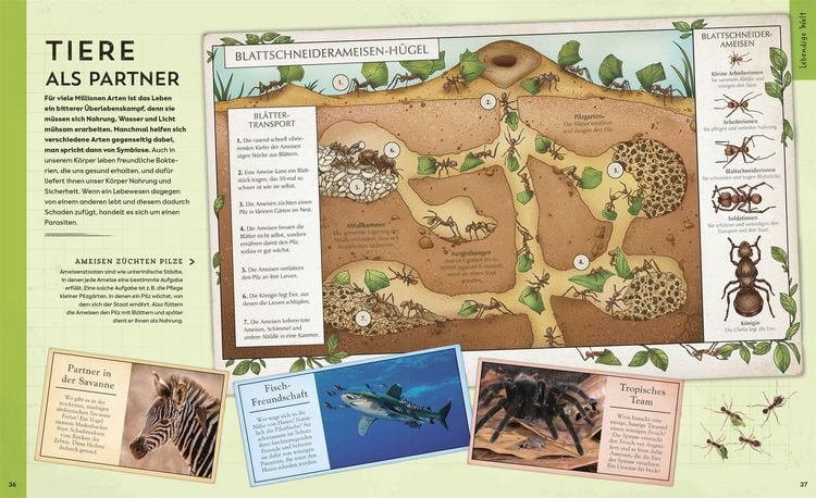 Produktbild: Welt-Entdecker. Naturwissenschaften
