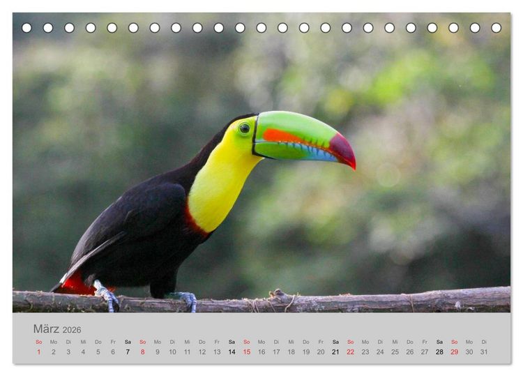 Produktbild: Costa Rica - Exotische V&ouml;gel im Regenwald (Tischkalender 2026 DIN A5 quer), CALVENDO Monatskalender