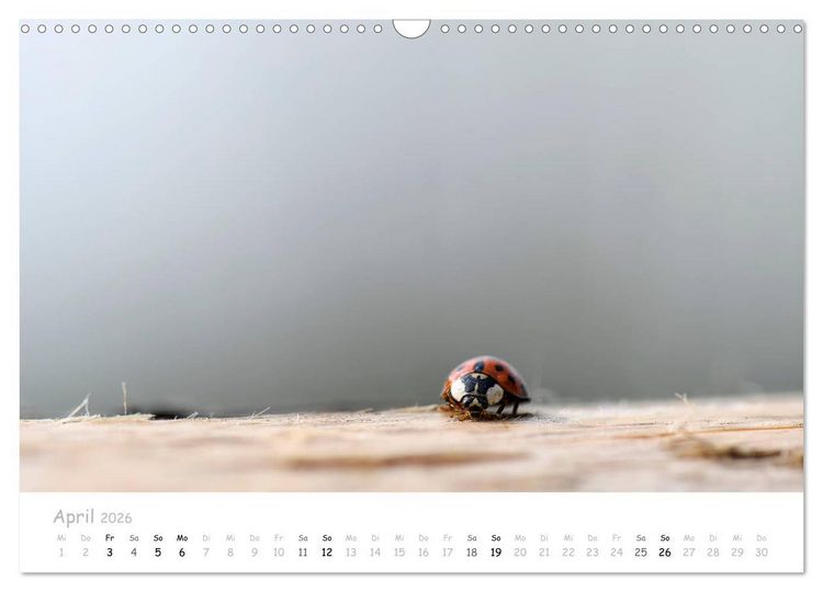 Produktbild: Marienk&auml;fer - kleine Gl&uuml;cksmomente (Wandkalender 2026 DIN A3 quer), CALVENDO Monatskalender