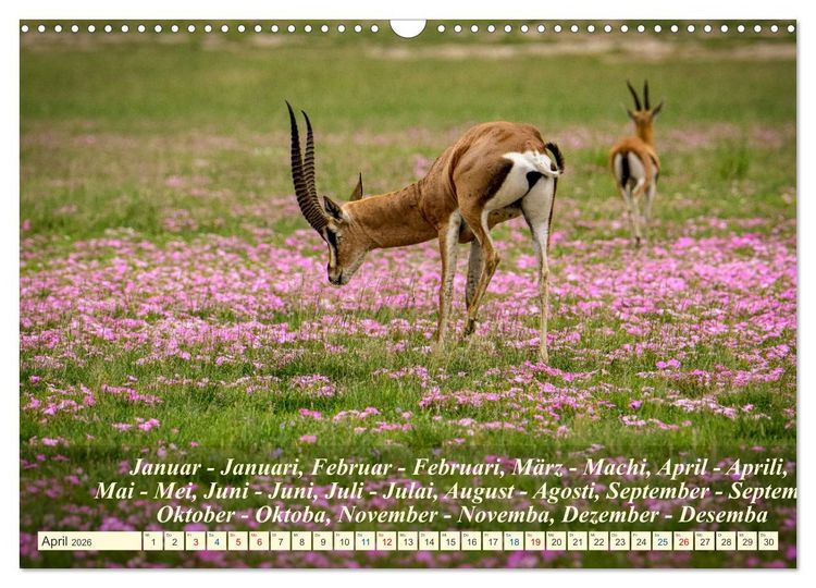 Produktbild: Jambo Kenya (Wandkalender 2026 DIN A3 quer), CALVENDO Monatskalender