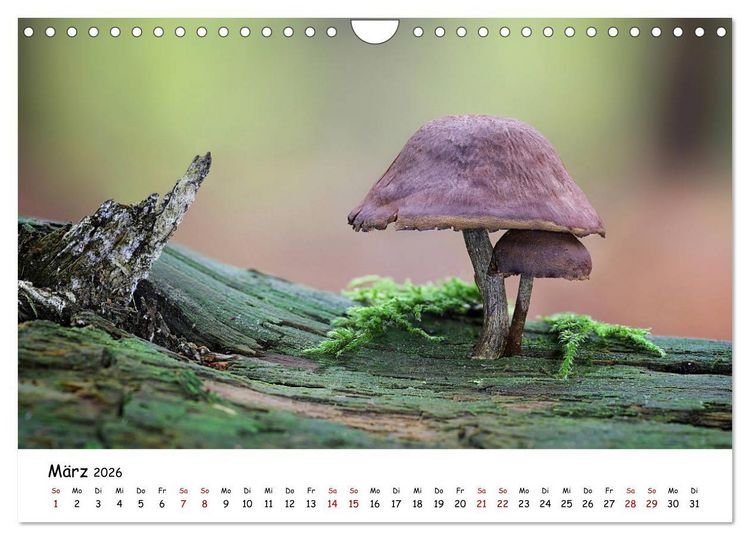 Produktbild: Pilzgalerie - Die bunte Welt der Baumpilze (Wandkalender 2026 DIN A4 quer), CALVENDO Monatskalender