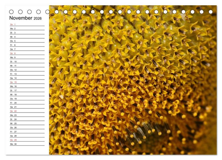 Produktbild: Sonnenblumen Impressionen (Tischkalender 2026 DIN A5 quer), CALVENDO Monatskalender