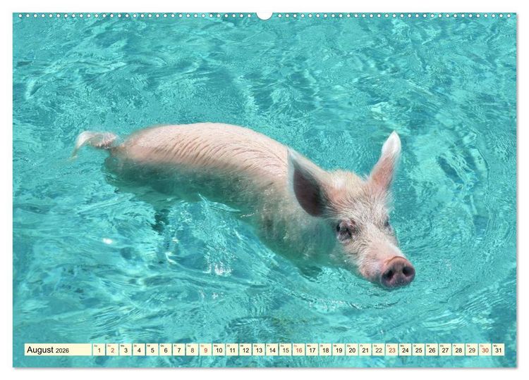Produktbild: Schwimmende Schweine (hochwertiger Premium Wandkalender 2026 DIN A2 quer), Kunstdruck in Hochglanz