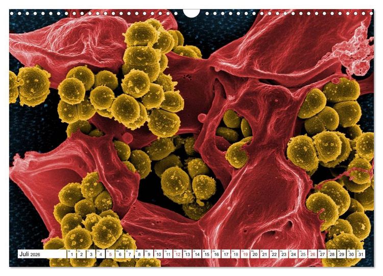 Produktbild: Mikrobiologie. Mikroorganismen, Genetik und Zellen (Wandkalender 2026 DIN A3 quer), CALVENDO Monatskalender