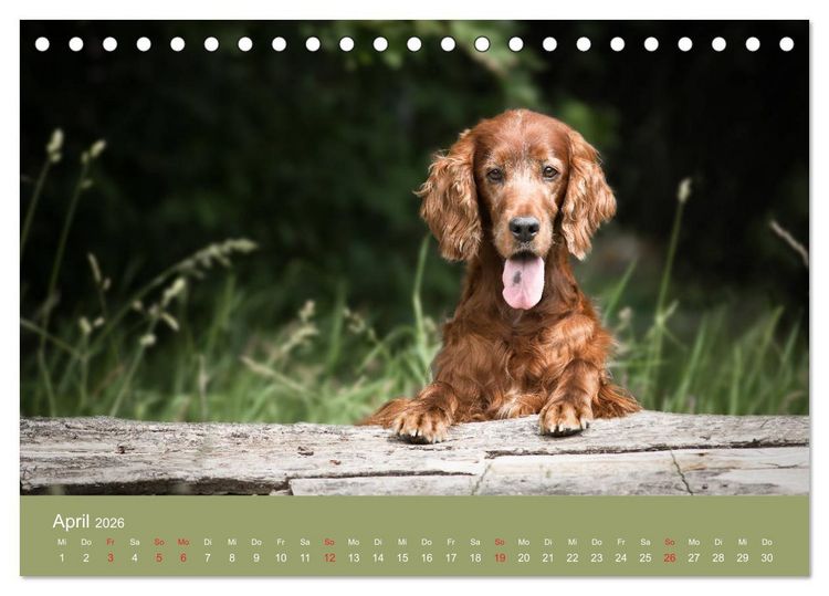 Produktbild: Setter - Geliebter Freund und Jagdkamerad (Tischkalender 2026 DIN A5 quer), CALVENDO Monatskalender