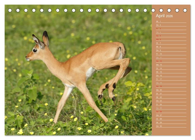 Produktbild: Afrika - Faszinierende Tierwelt (Tischkalender 2026 DIN A5 quer), CALVENDO Monatskalender