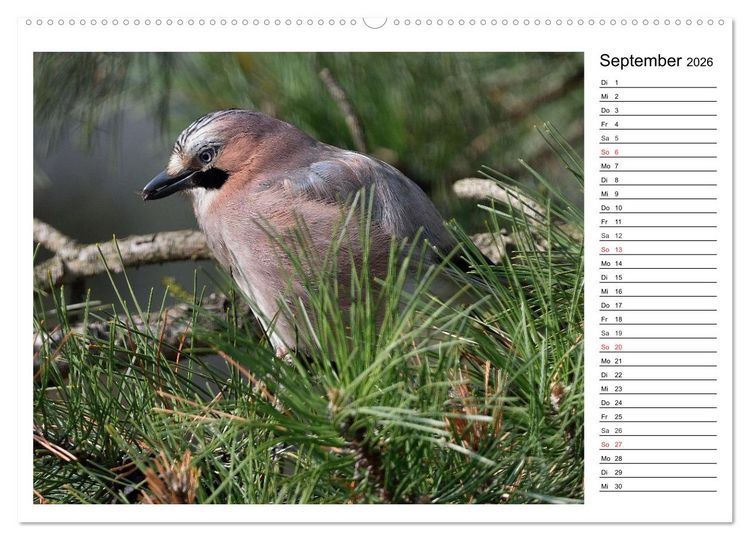 Produktbild: Gefiederte Freunde - Unsere heimischen Gartenv&ouml;gel (Wandkalender 2026 DIN A2 quer), CALVENDO Monatskalender