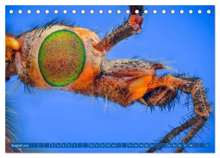 Produktbild: Extreme Makroaufnahmen - Insekten so nah wie nie (Tischkalender 2026 DIN A5 quer), CALVENDO Monatskalender