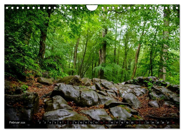 Produktbild: Wege des einfachen Gl&uuml;cks - Spazierg&auml;nge im Wald (Wandkalender 2026 DIN A4 quer), CALVENDO Monatskalender