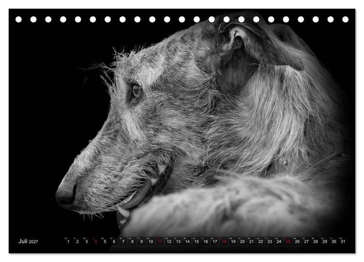 Produktbild: Galgo Espa&ntilde;ol - der spanische Windhund 2027 (Tischkalender 2027 DIN A5 quer), CALVENDO Monatskalender