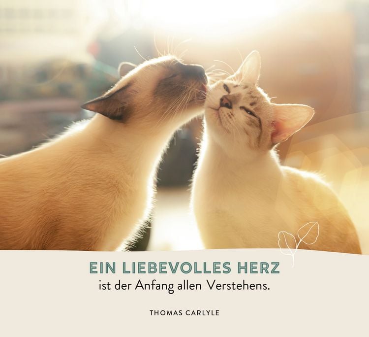Produktbild: Zur Hochzeit