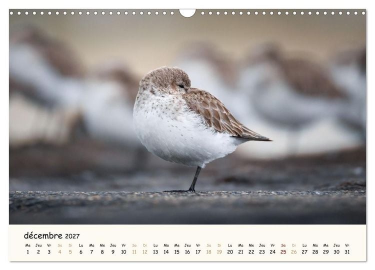 Produktbild: Chuchotements d'ailes - Une ann&eacute;e dans l'intimit&eacute; des oiseaux (Calendrier mural 2027 DIN A3 vertical), CALVENDO calendrier mensuel