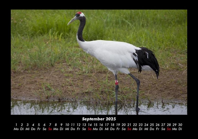 Produktbild: Welt der Tiere 2025 Fotokalender DIN A3