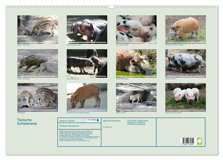 Produktbild: Tierische Schweinerei (Wandkalender 2026 DIN A2 quer), CALVENDO Monatskalender